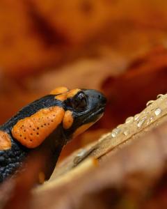 Feuersalamander am Waldboden