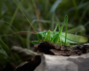Grünes Heupferd auf Totholz