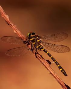 Zweigestreifte Quelljungfer
