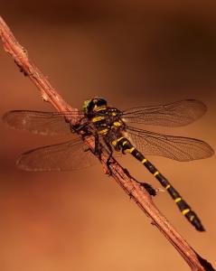 Zweigestreifte Quelljungfer