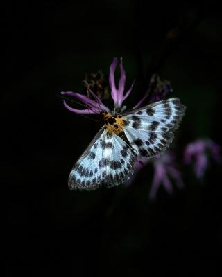 Brennesselzünsler auf einer Lichtnelke