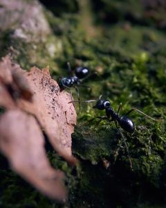 Die Glänzendschwarze Holzameise trägt ein Stück Rinde.