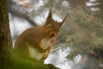 Eichhörnchen am Baum