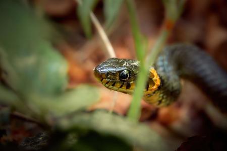 Kopf einer Ringelnatter