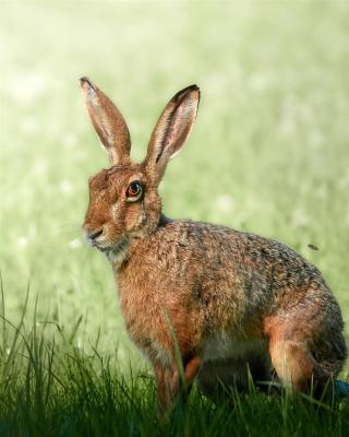 Feldhase und Honigbiene