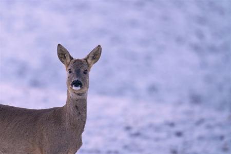 Reh im Schnee