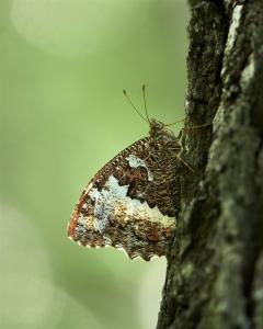 Ein Weißer Waldportier auf einem Baumstamm