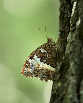 Ein Weißer Waldportier auf einem Baumstamm