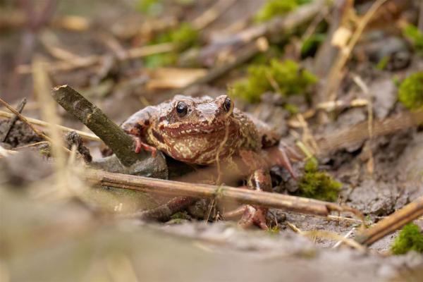 Grasfrosch am Waldboden