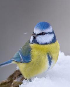 Blaumeise im Schnee