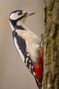 Buntspecht am Baumstamm
