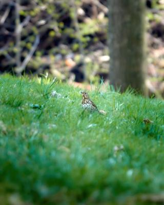 Singdrossel in der grünen Wiese