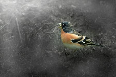 Bergfink in der Wiese