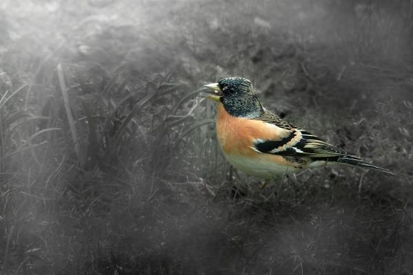 Bergfink in der Wiese