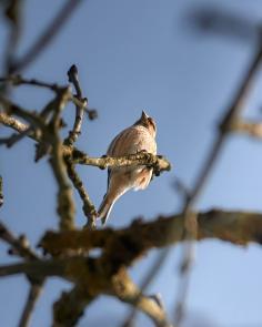 Bluthänfling im Baum