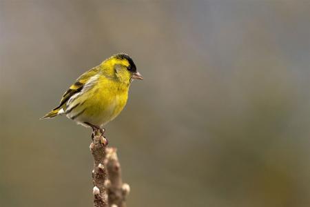 Erlenzeisig am Bäumchen