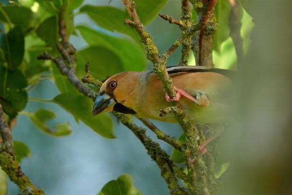 Kernbeisser im Apfelbaum