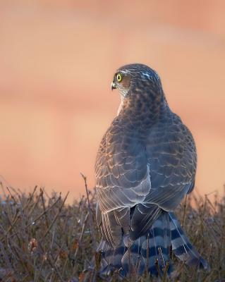 Sperber sitzt auf der Hecke