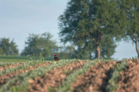 Jagdfasan im Feld