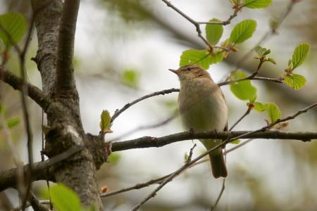 Ein Zilpzalp sitzt am Ast
