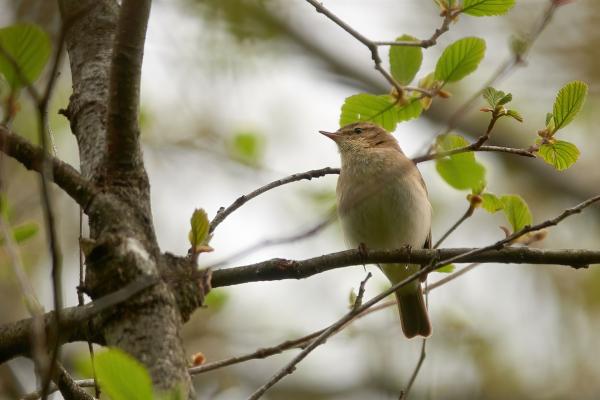 Ein Zilpzalp sitzt am Ast