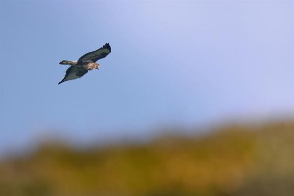 Fliegender Mäusebussard