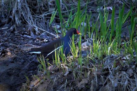 Teichralle am Bachufer