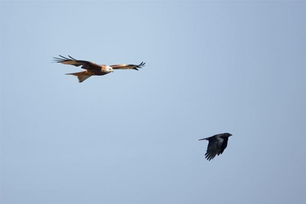 Rotmilan und Rabenkrähe im Flug