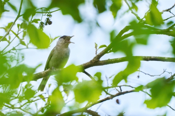 Mönchsgrasmücke im Baum