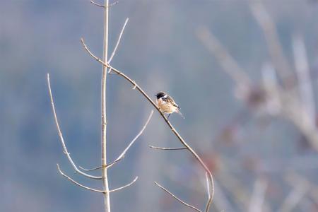Schwarzkehlchen am Baum