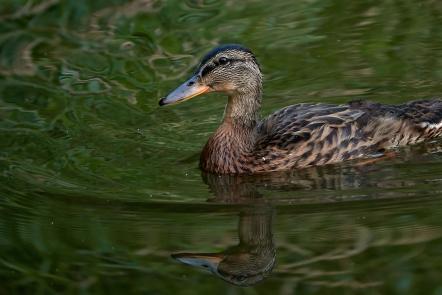 Stockente im Wasser