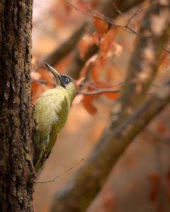Ein Grünspecht auf einem Baumstamm