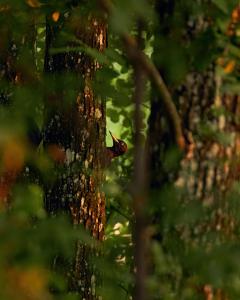 Schwarzspecht im Wald
