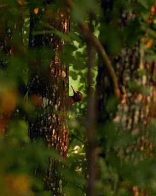 Schwarzspecht im Wald
