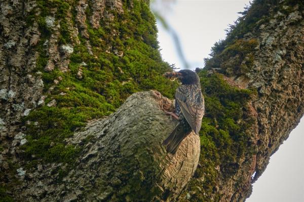 Star vor der Bruthöhle mit Futter im Schnabel