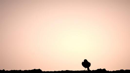 Eine Bachstelze am Dach vor der Abendsonne