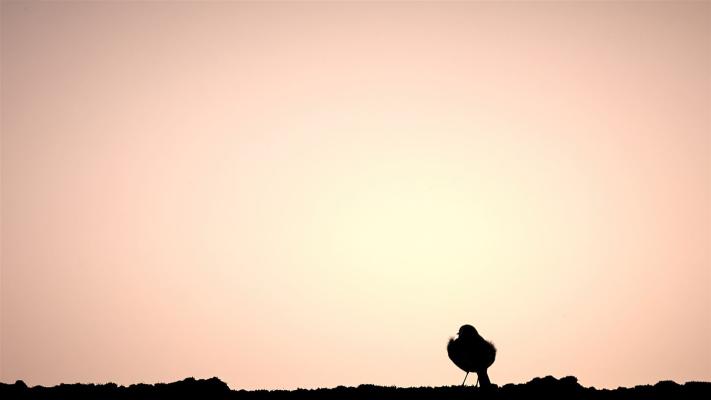 Eine Bachstelze am Dach vor der Abendsonne