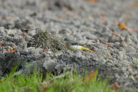 Gebirgsstelze am Acker
