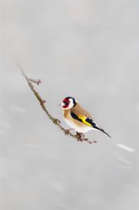 Stieglitz oder Distelfink im Schneetreiben