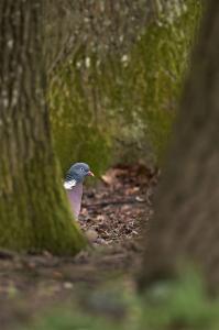 Ringeltaube am Waldboden