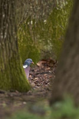 Ringeltaube am Waldboden