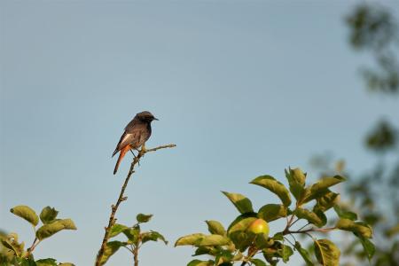 Hausrotschwanz am Baum