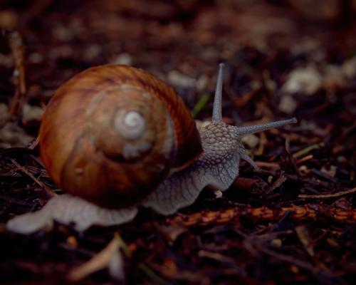 Weinbergschnecke am Waldboden
