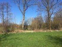 Baumbestand am Rande des Baches