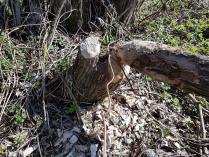 Ein vom Biber gefällter Baum