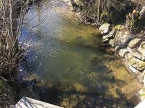 Tümpel bei der Brücke an der ehemaligen Haselmühle.