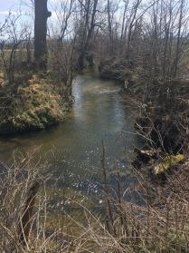 Frühlingserwachen am Bach