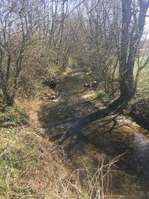 Uferbewuchs am Bach
