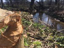 Ein vom Biber gefällter Baum am Bachufer