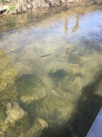 Fisch im Bach